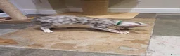 Bengal cats for sale: 🐆🐆Beautiful Pedigree Bengal Kittens🐆🐆  - Advert 21