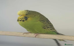 Budgerigars birds for sale: Selection of Budgies’s  - Advert 3