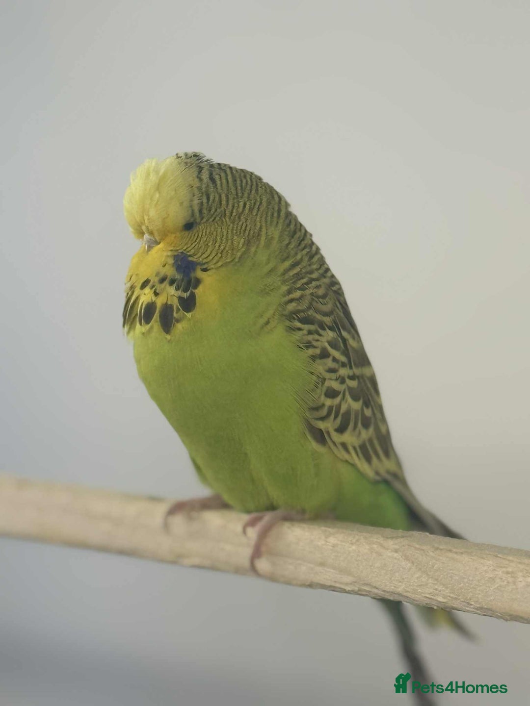 Budgerigars birds for sale: Selection of Budgies’s  - Advert 3