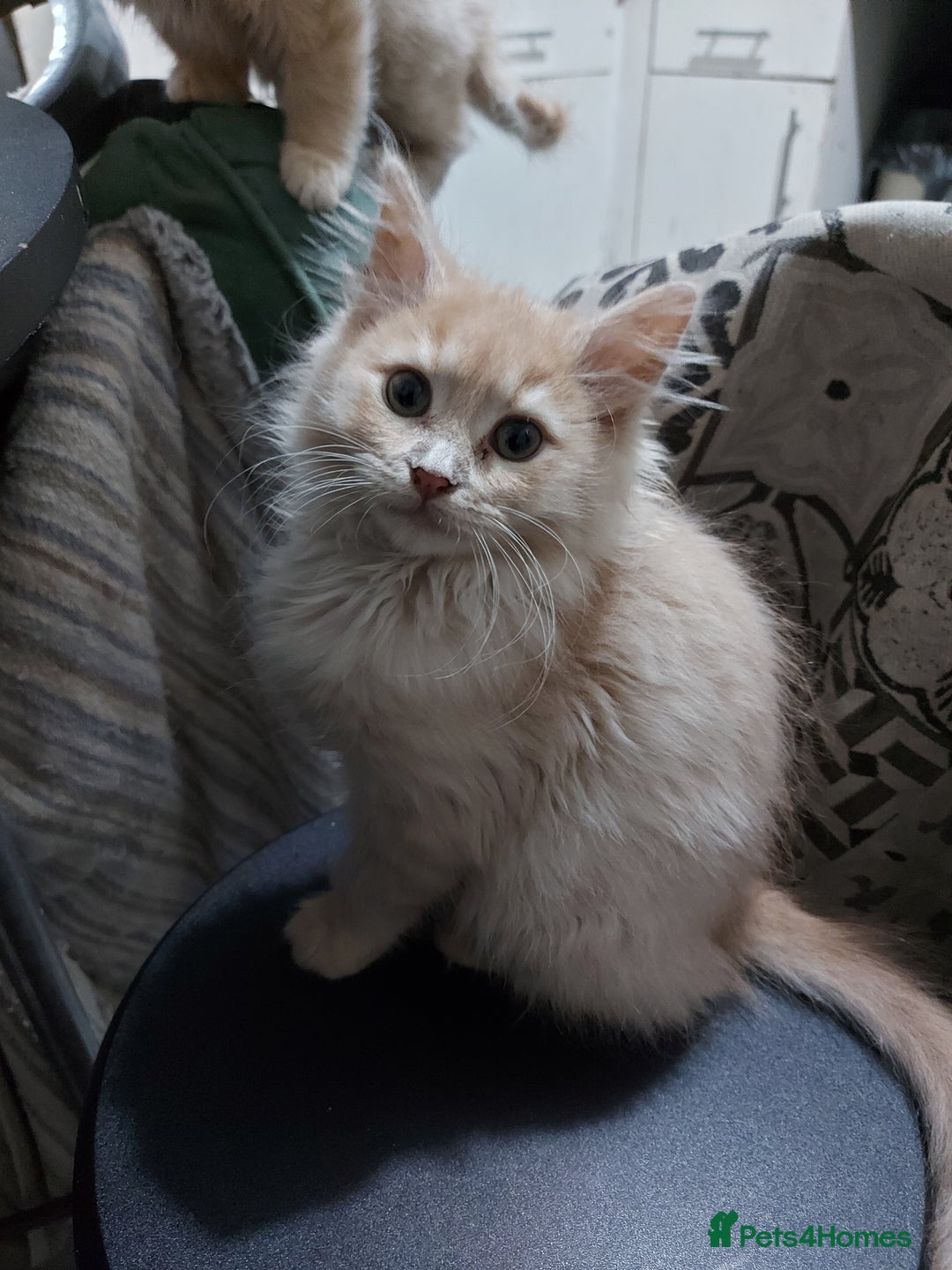 Mixed Breed cats for sale: Maine coon x sphynx kittens - Advert 1