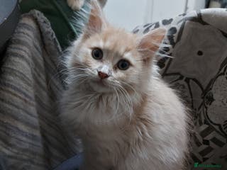 Mixed Breed cats Maine coon x sphynx kittens - Advert 3