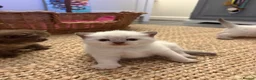 British Shorthair cats for sale: Beautiful British shorthair females  - Advert 8