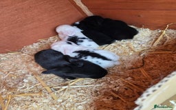 Mini Lop rabbits for sale: Baby mini lop rabbits - Image 12