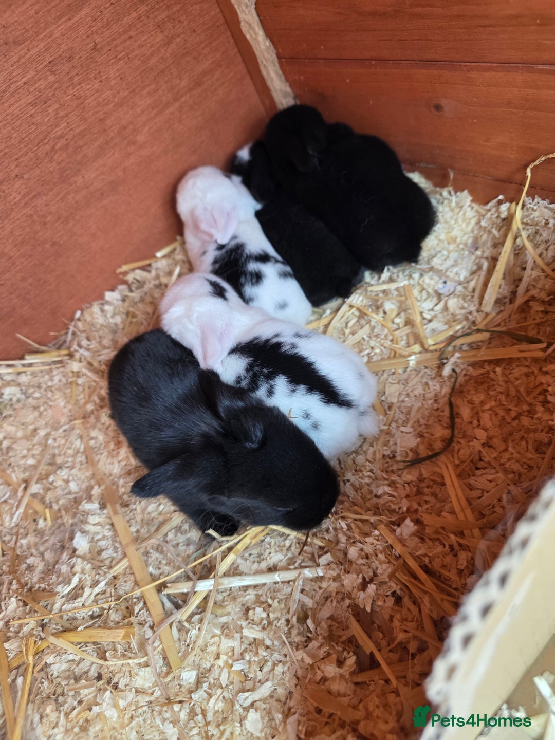 Mini Lop rabbits for sale: Baby mini lop rabbits - Image 12