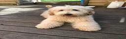 Goldendoodle dogs for sale: Multigenerational Goldendoodle Girls Licensed - Advert 18