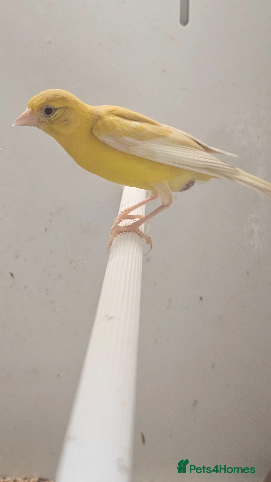 Canaries birds for sale: Canaries for sale  - Advert 1