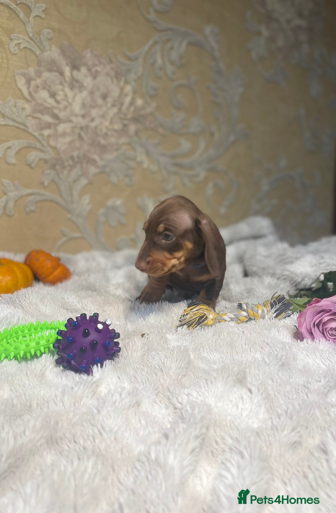 Dachshund dogs for sale: Dachshund Miniature  - Image 37