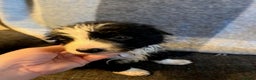 Border Collie dogs for sale: Border Collie Puppies  - Advert 10