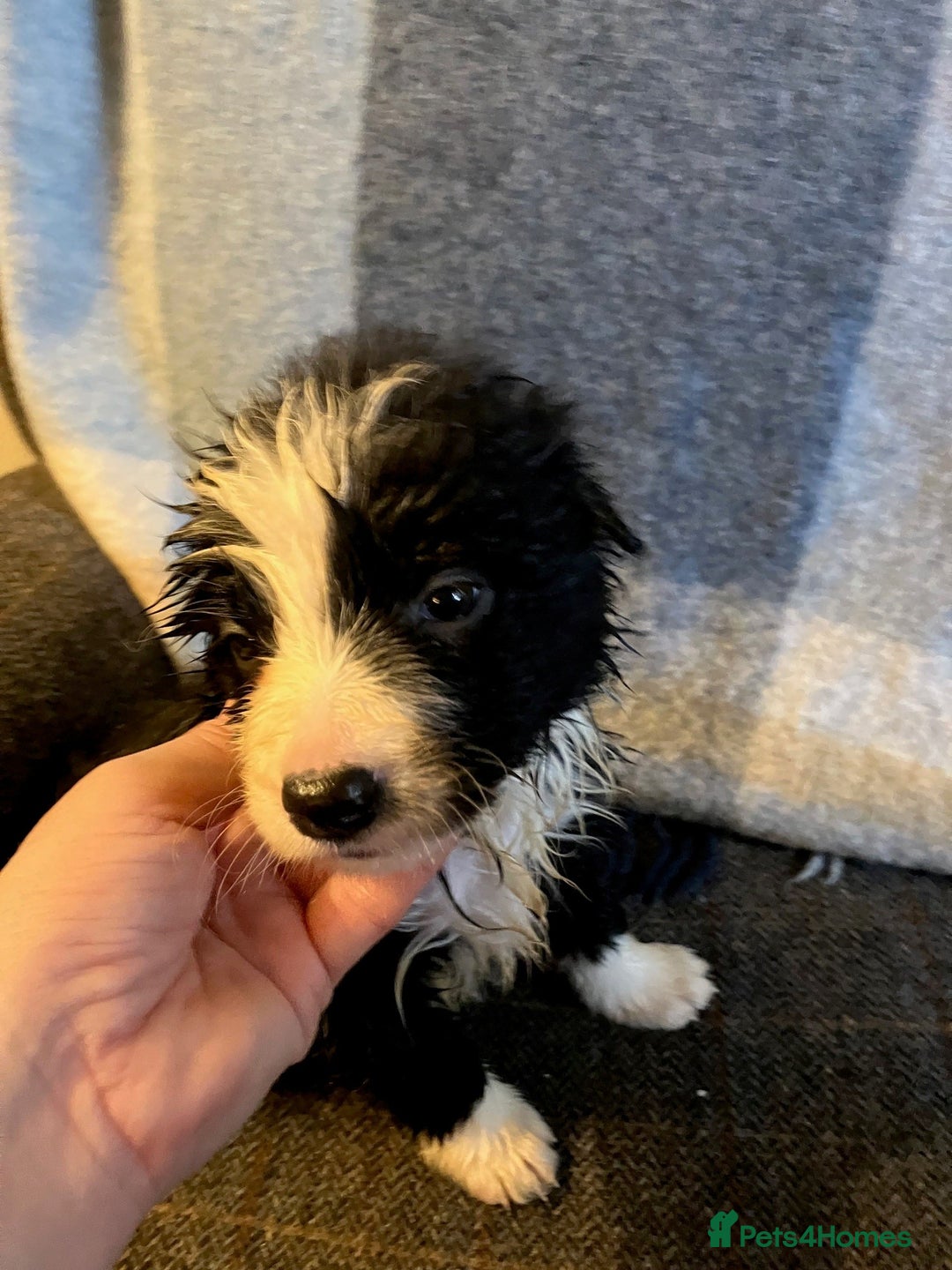 Border Collie dogs for sale: Border Collie Puppies  - Advert 10