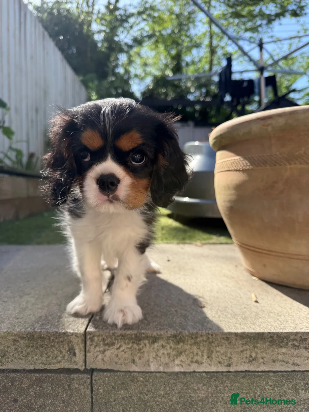 Cavalier King Charles Spaniel dogs for sale: KC Reg/Health Tested Parents Tri Boy Cavalier  - Advert 2