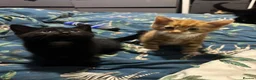 Mixed Breed cats for sale: Fluffy kittens ready now - Advert 4