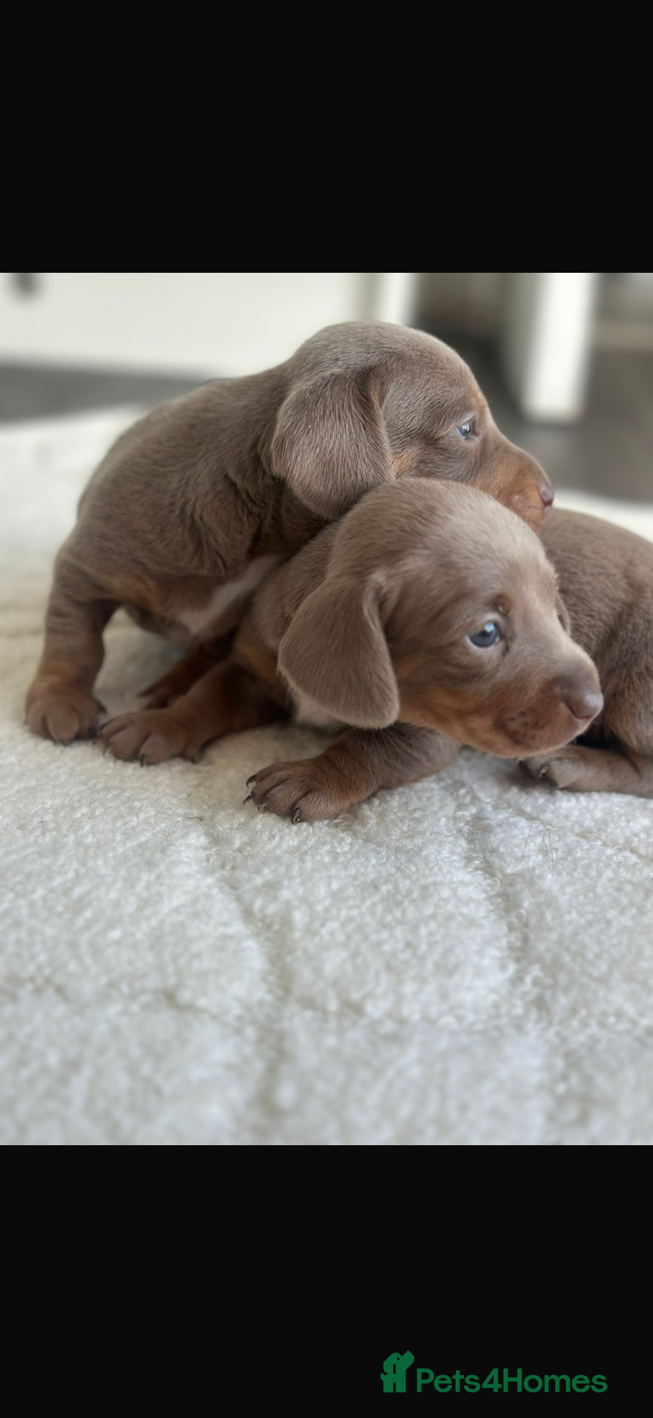 Miniature Dachshund dogs Mini dachshund puppy’s  - Advert 15