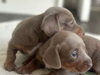Miniature Dachshund dogs Mini dachshund puppy’s - Advert 15