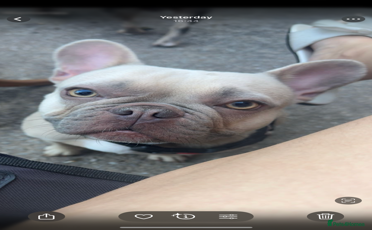 French Bulldog dogs Female French bulldog for sale  - Advert 15