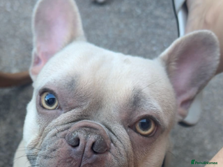 French Bulldog dogs Female French bulldog for sale - Advert 13