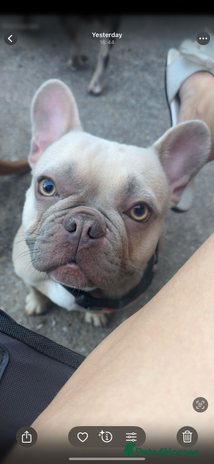 French Bulldog dogs Female French bulldog for sale - Advert 1