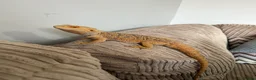 Bearded Dragon reptiles for sale: Wonderful Family Bearded Dragon For Adoption.  - Advert 7