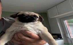 Pug dogs for sale: Pug puppy for sale  - Image 4