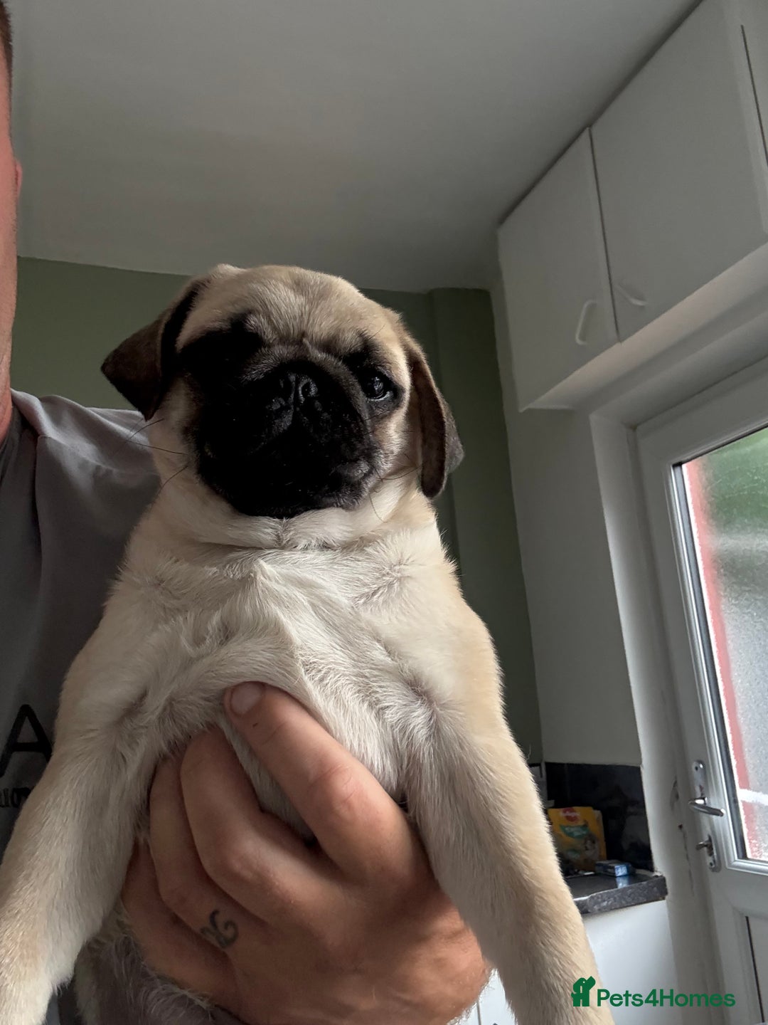 Pug dogs for sale: Pug puppy for sale  - Image 4