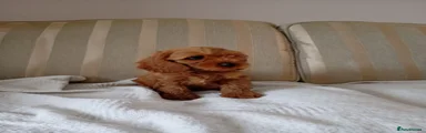 Cavapoo 8