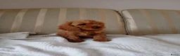 Cavapoo dogs for sale: Cavapoo  in Hull - Advert 8