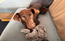 Mixed Breed dogs for adoption: Poppi chocolate Lab cross pointer - Advert 2