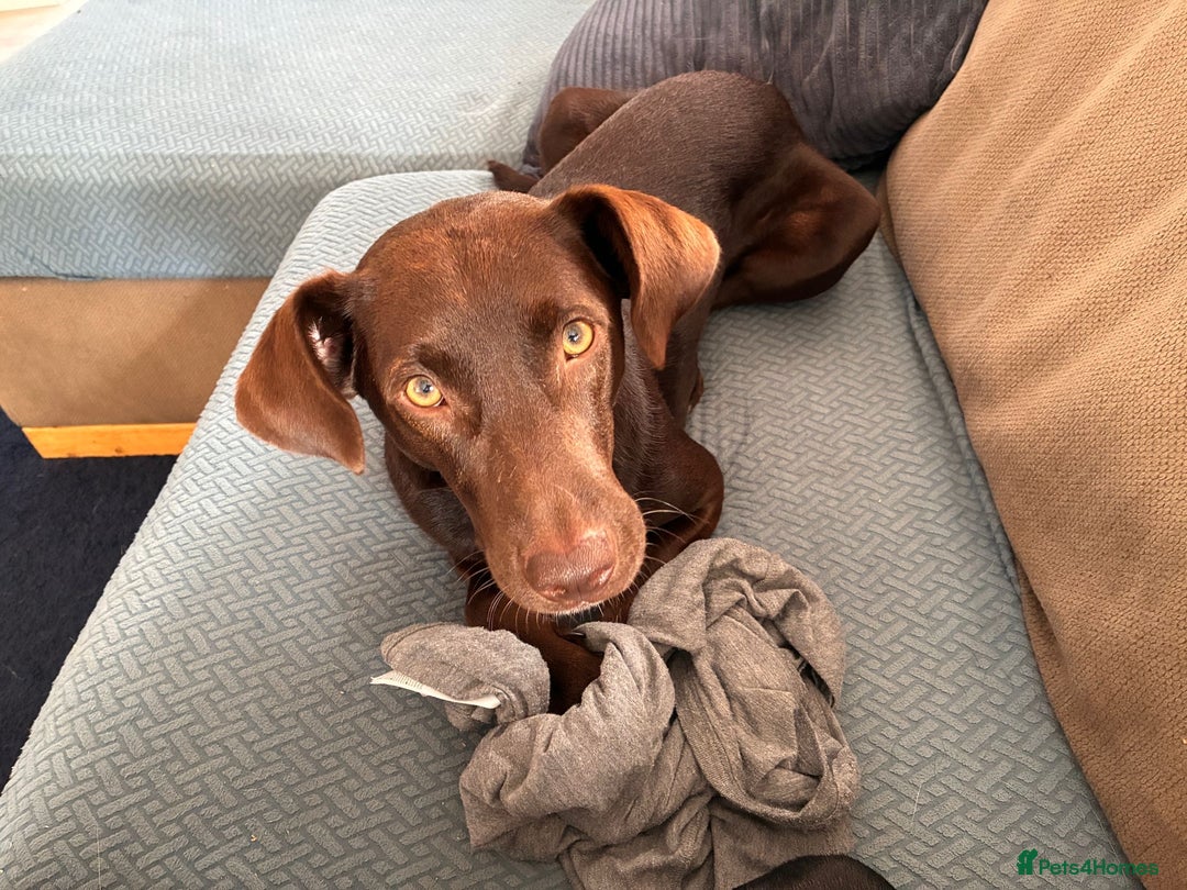 Mixed Breed dogs for adoption: Poppi chocolate Lab cross pointer - Advert 2