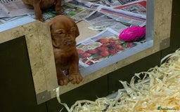 Hungarian Vizsla dogs for sale: Stunning Hungarian Vizsla Puppies  - Image 5