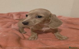 Miniature Dachshund dogs for sale: REDUCED LITTER KC REG mini Daxi  - Image 23