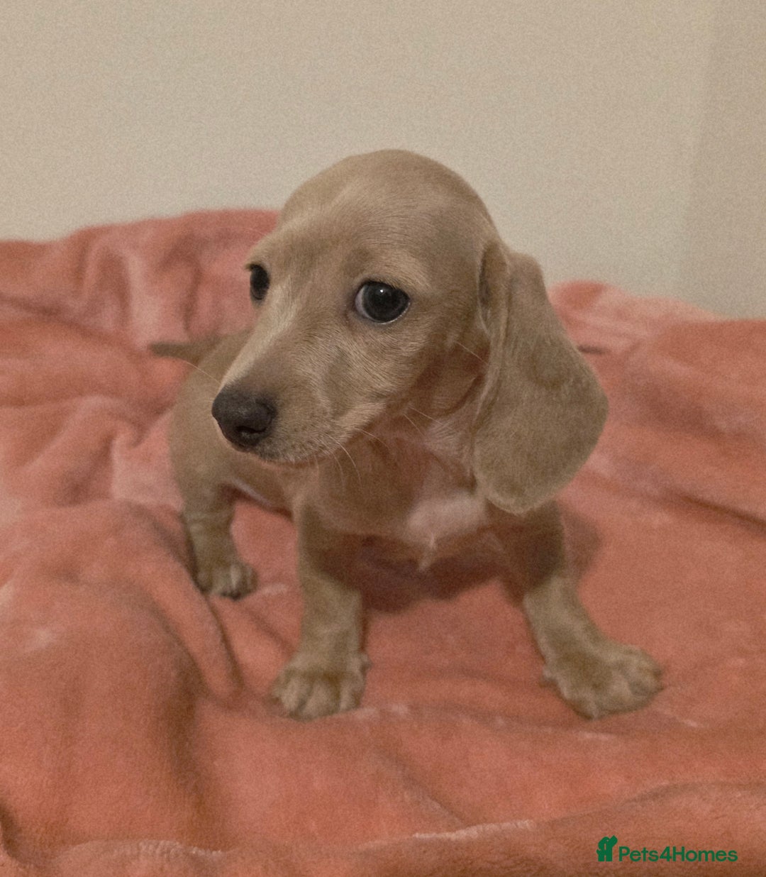 Miniature Dachshund dogs for sale: REDUCED LITTER KC REG mini Daxi  - Image 23
