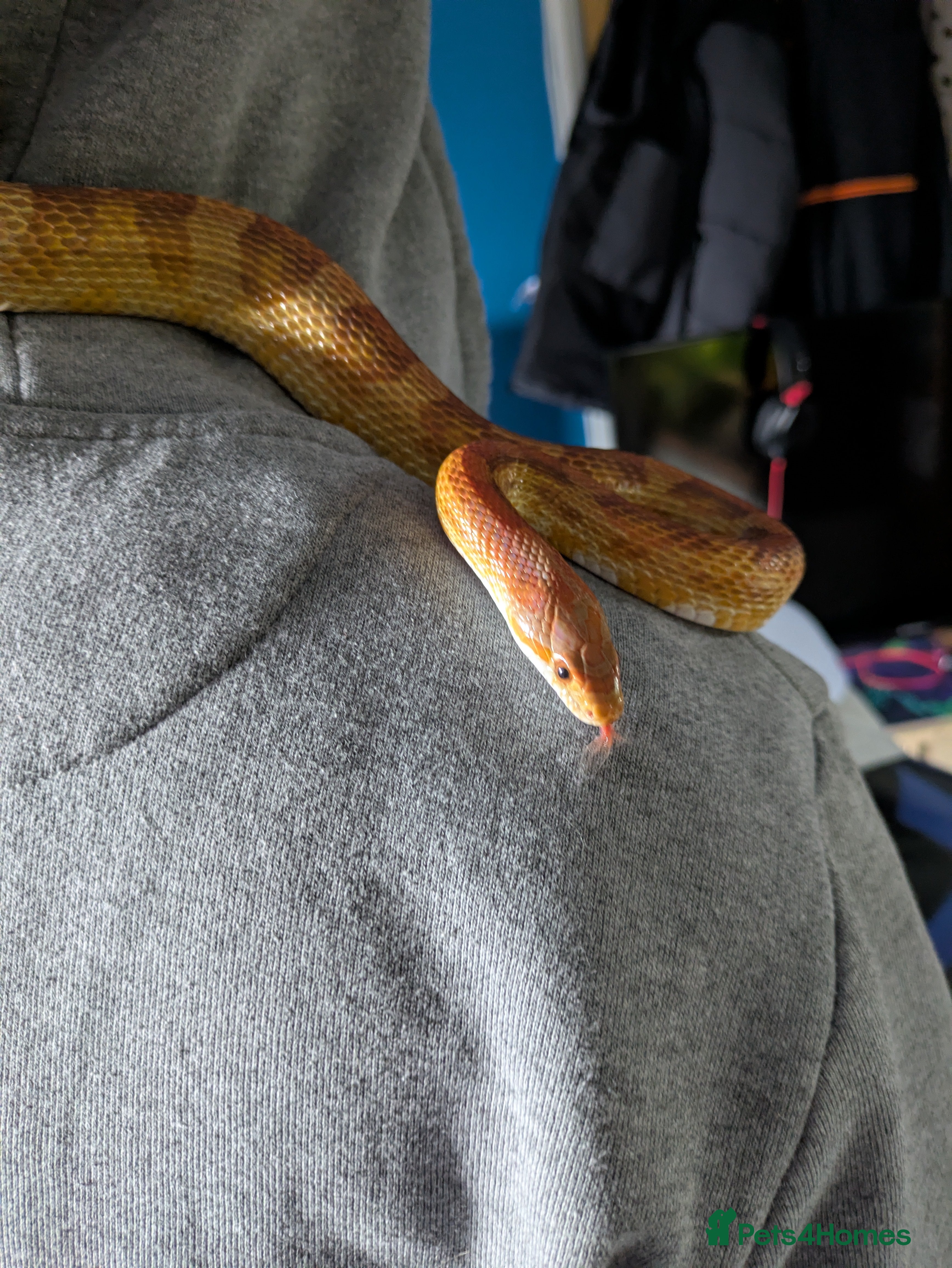 Corn Snake reptiles Tinsel - Advert 1