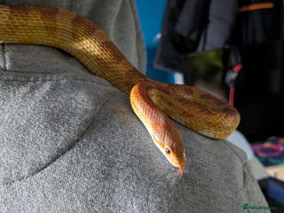 Corn Snake reptiles Tinsel - Advert 13