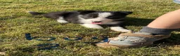 Border Collie dogs for sale: Farm Bred border collie pups  - Advert 10