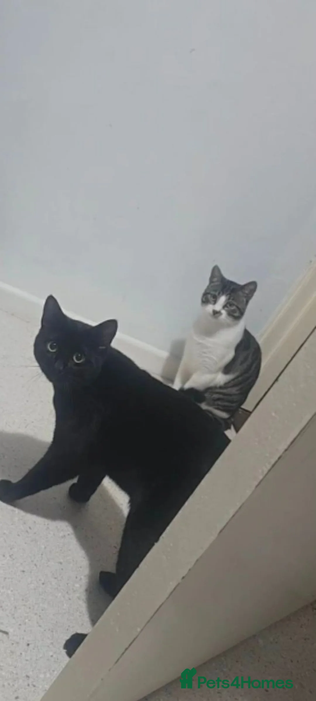 Mixed Breed cats for sale: Adult Male Cat in Cwmbran - Advert 2