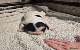 Mixed Breed dogs for sale: Cocker/collie mix puppys - Image 3