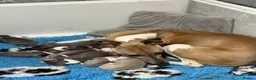 Whippet dogs for sale: Beautiful quality whippet  - Advert 2