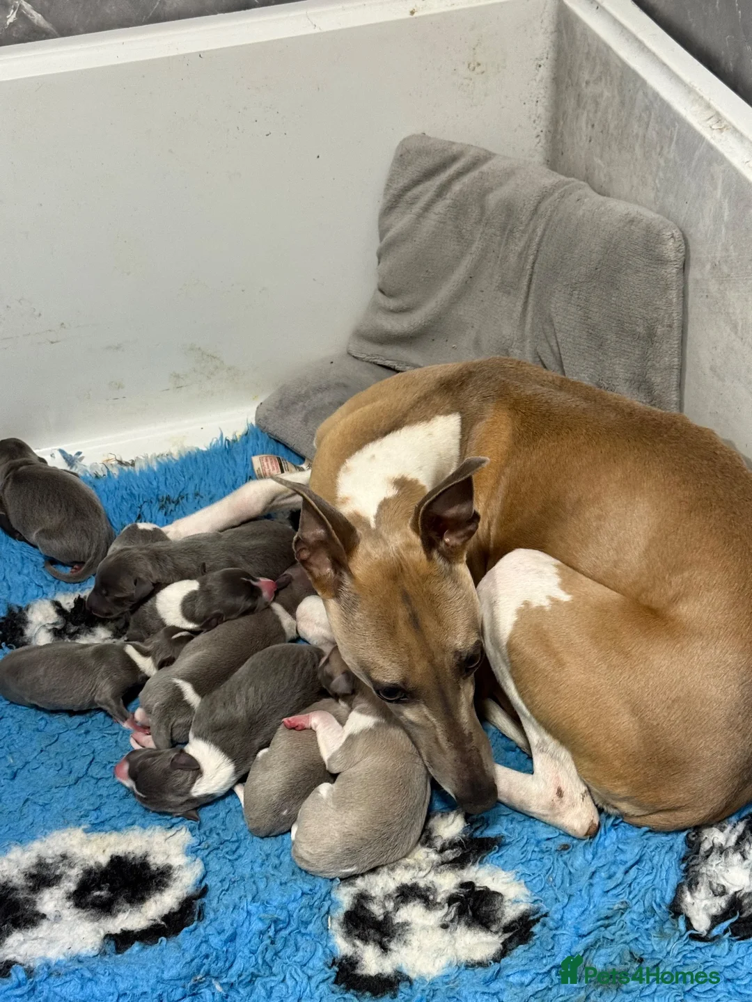 Whippet dogs for sale: Beautiful quality whippet  - Advert 2