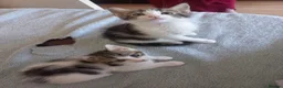 Mixed Breed cats for sale: Kittens for sale  in South Croydon - Advert 10