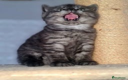 Scottish Fold cats for sale: TICA registered females 😸😽🐱 - Image 4