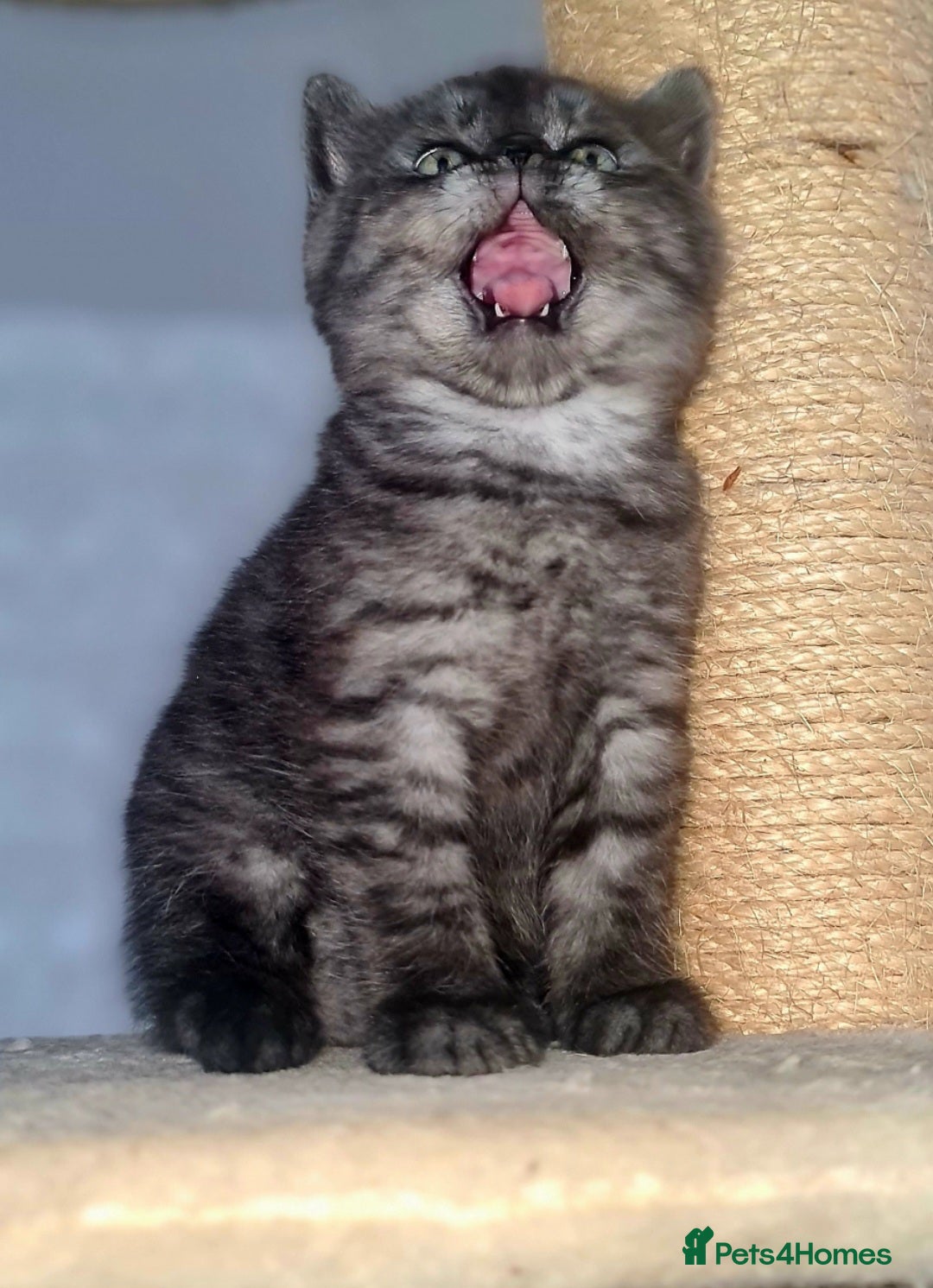 Scottish Fold cats for sale: TICA registered females 😸😽🐱 - Image 4