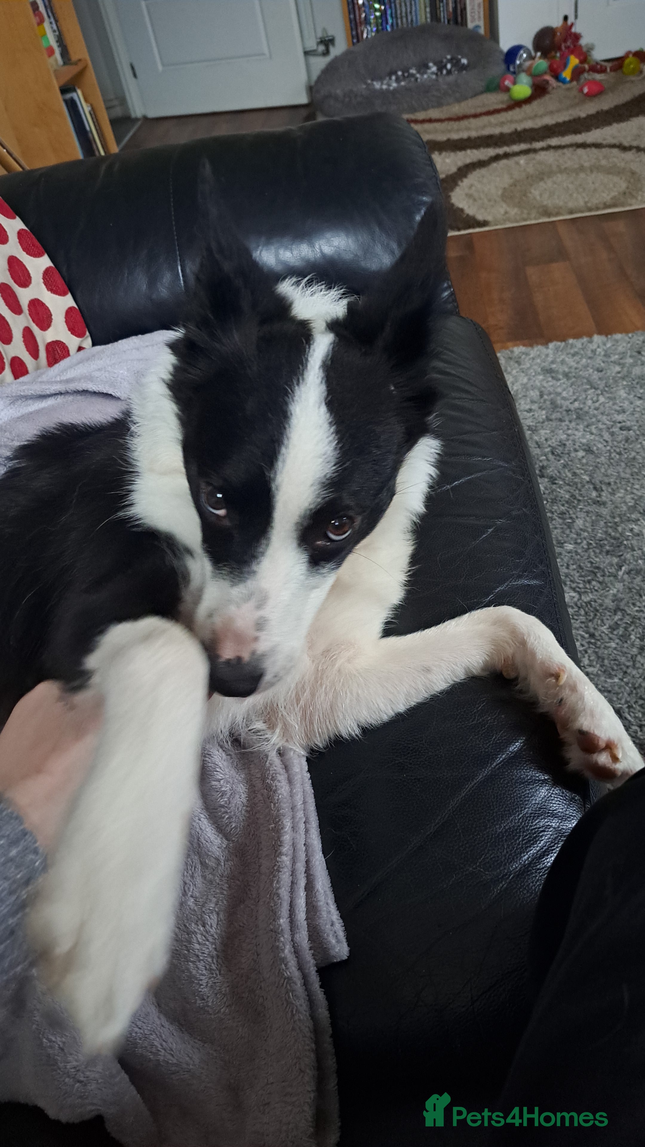 Border Collie dogs Jasmine needs a good trainer or farm - Advert 1