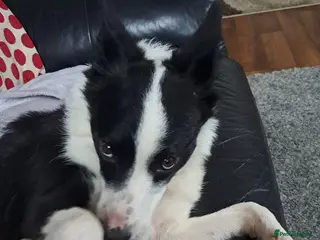Border Collie dogs Jasmine needs a good trainer or farm - Advert 12