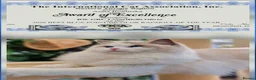 Ragdoll cats for sale: 🏆💙✨️TICA Exclusive Ragdoll kittens🐈Lovely 💖 - Advert 7