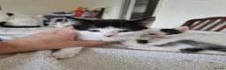 Mixed Breed cats for sale: Adorable kittens for sale  - Advert 11