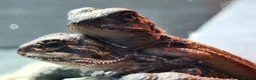 Bearded Dragon reptiles for sale: Black bloodline 100% red monster bearded dragons  - Advert 2