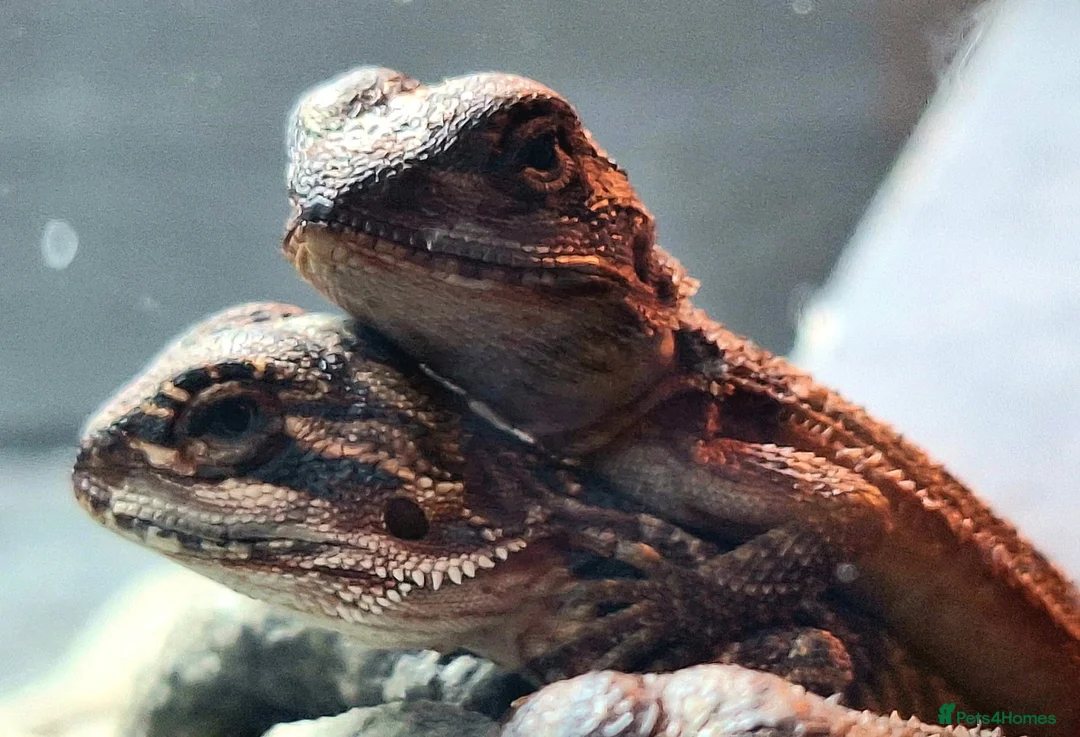 Bearded Dragon reptiles for sale: Black bloodline 100% red monster bearded dragons  - Advert 2