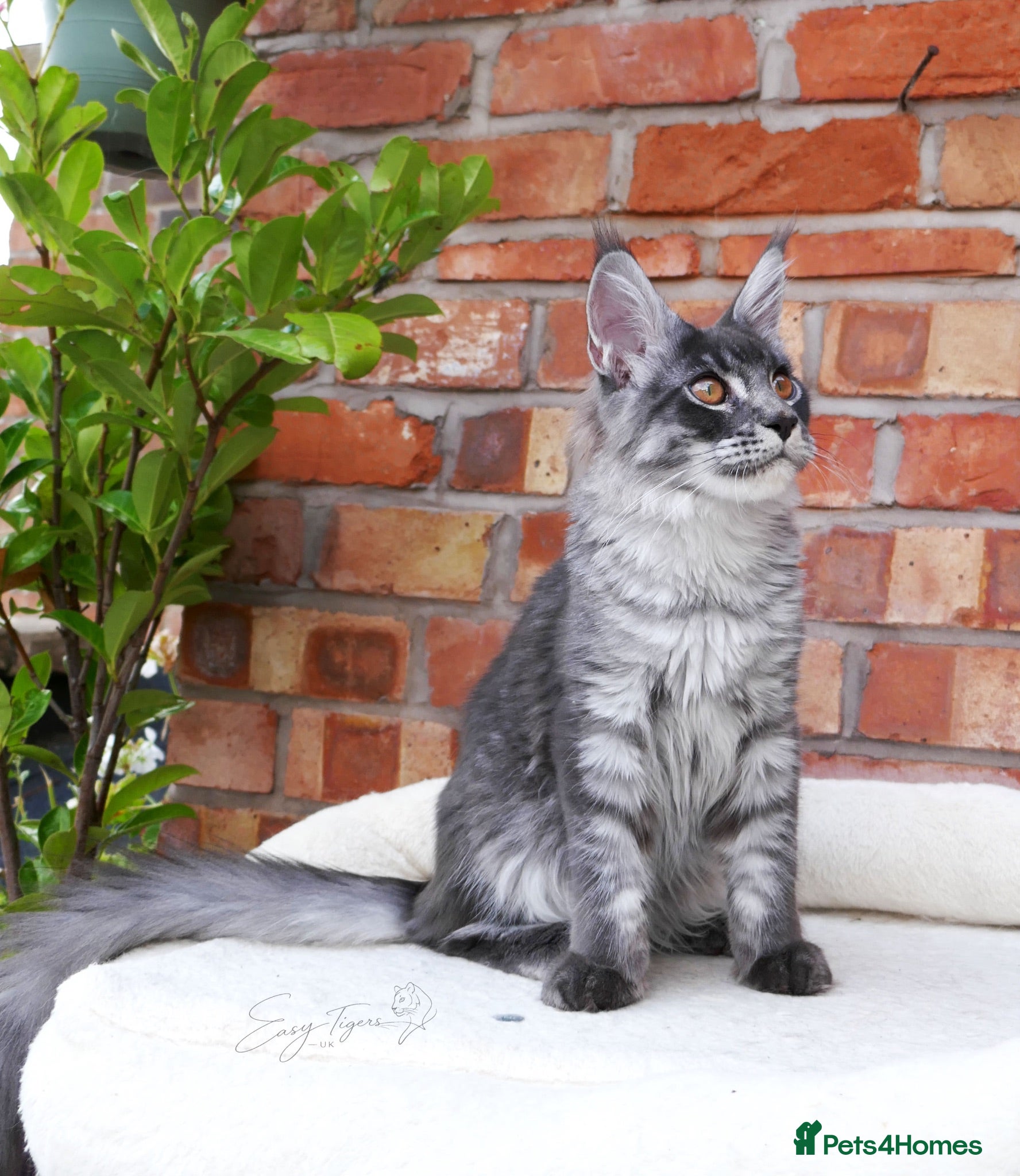Maine Coon cats     Limited Summer Offer – Reduced Kitten Prices - Advert 16