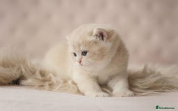 British Shorthair cats for sale: Chubby Golden Blue BSH girls - Image 22