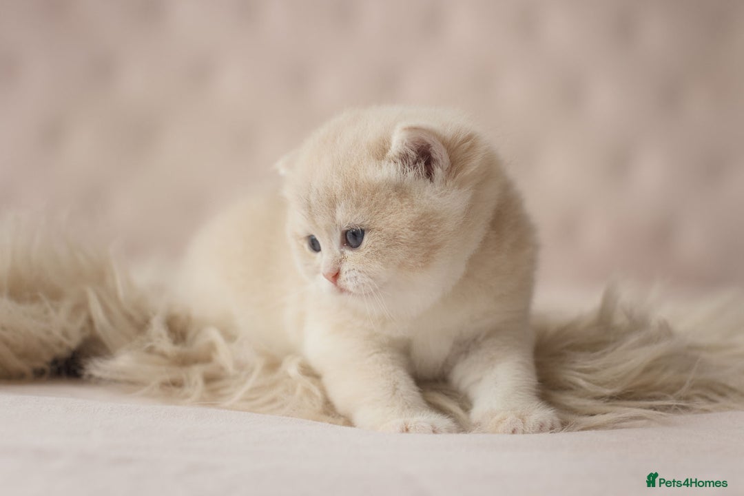 British Shorthair cats for sale: Chubby Golden Blue BSH girls - Image 22