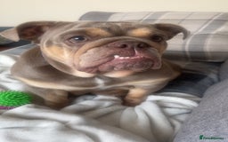 English Bulldog dogs for sale: English Bulldogs  - Image 19